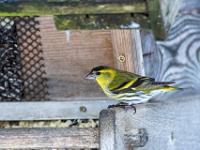 Erlenzeisig Männchen